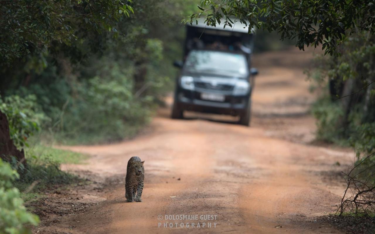 Wilpattu Dolosmahe Luaran gambar