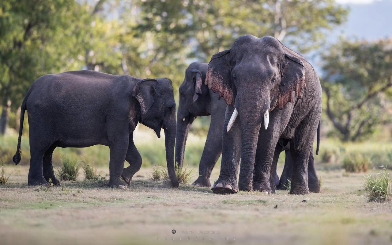 Wilpattu Dolosmahe Luaran gambar