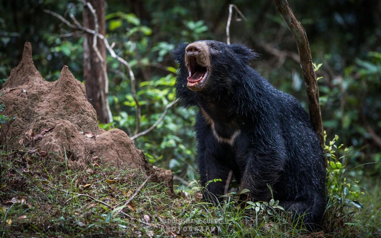 Wilpattu Dolosmahe Luaran gambar