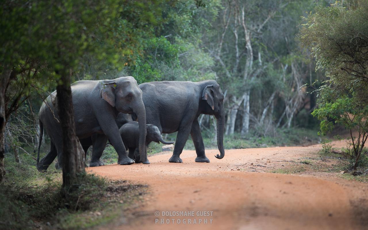 Wilpattu Dolosmahe Luaran gambar