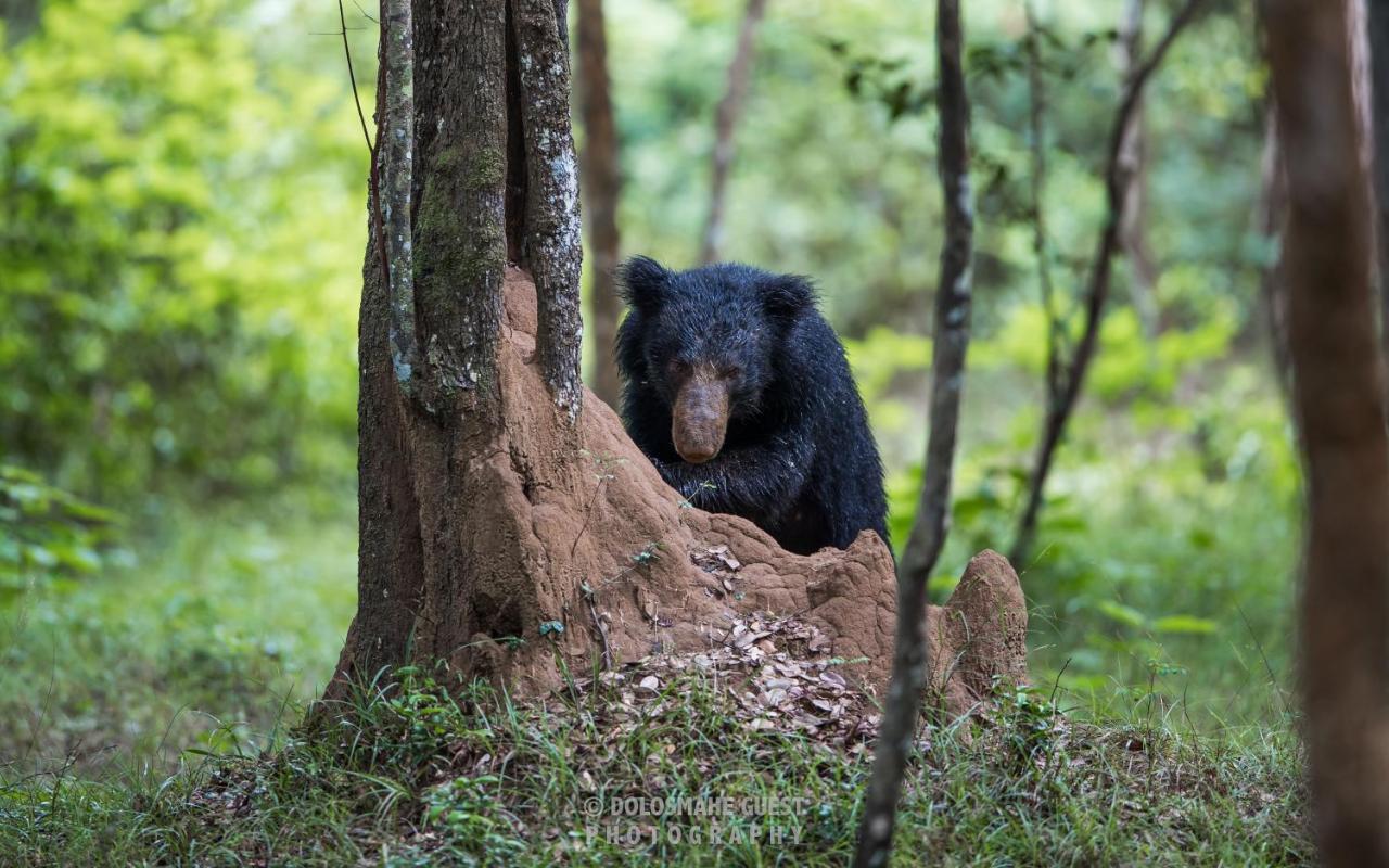 Wilpattu Dolosmahe Luaran gambar