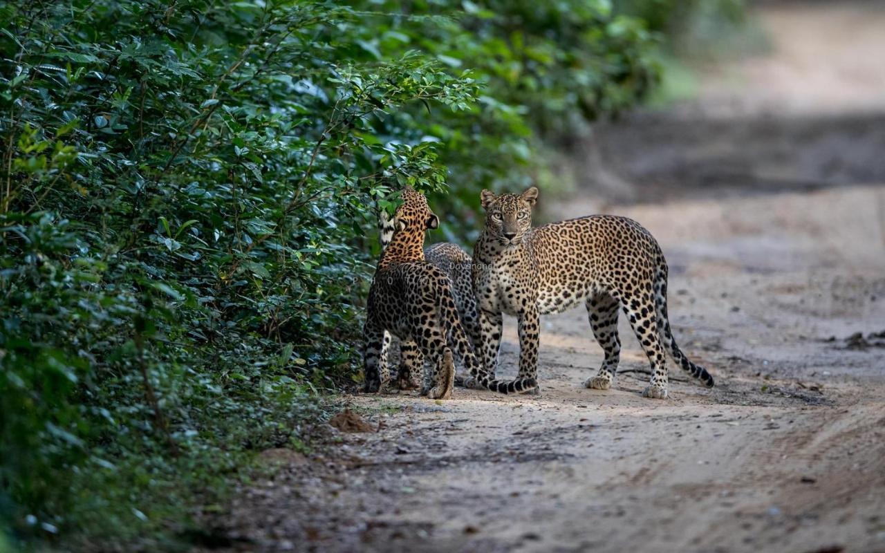 Wilpattu Dolosmahe Luaran gambar