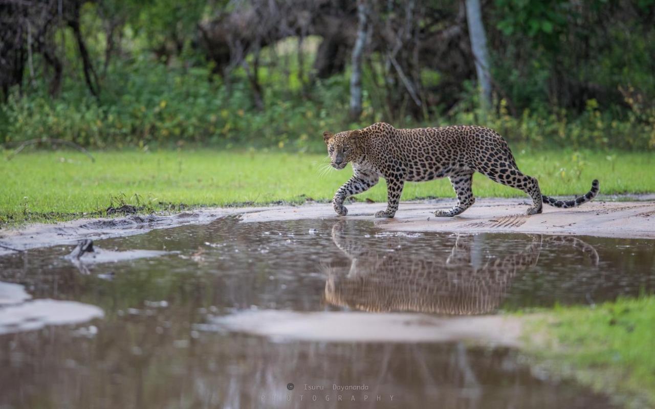 Wilpattu Dolosmahe Luaran gambar
